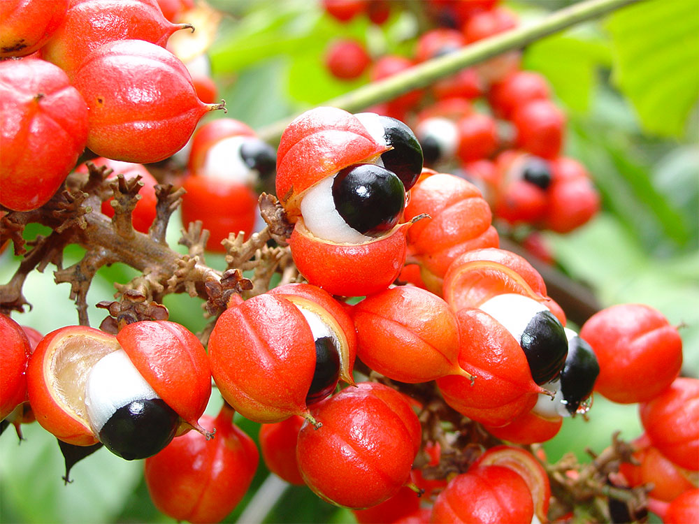 Benefícios do Guaraná